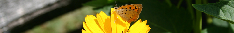 Holly Witteman random header image